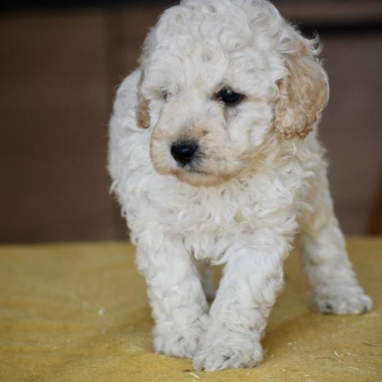 chiot Caniche Blanc Bijou Elevage zadatis  caniche , teckel