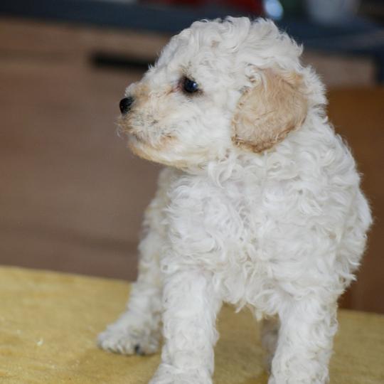 chiot Caniche Blanc Bijou Elevage zadatis  caniche , teckel