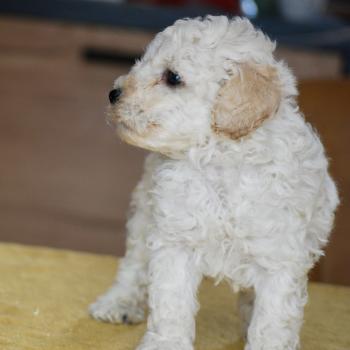 chiot Caniche Blanc Bijou Elevage zadatis  caniche , teckel