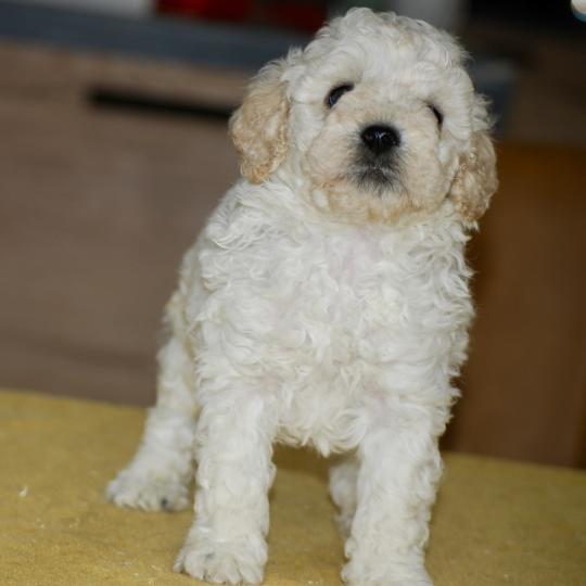 chiot Caniche Blanc Bijou Elevage zadatis  caniche , teckel