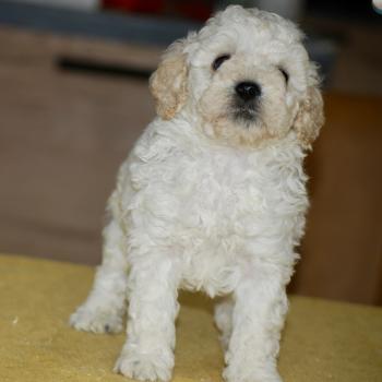 chiot Caniche Blanc Bijou Elevage zadatis  caniche , teckel
