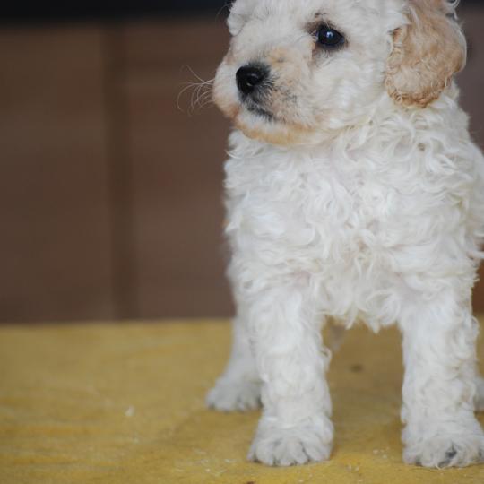 chiot Caniche Blanc Bijou Elevage zadatis  caniche , teckel