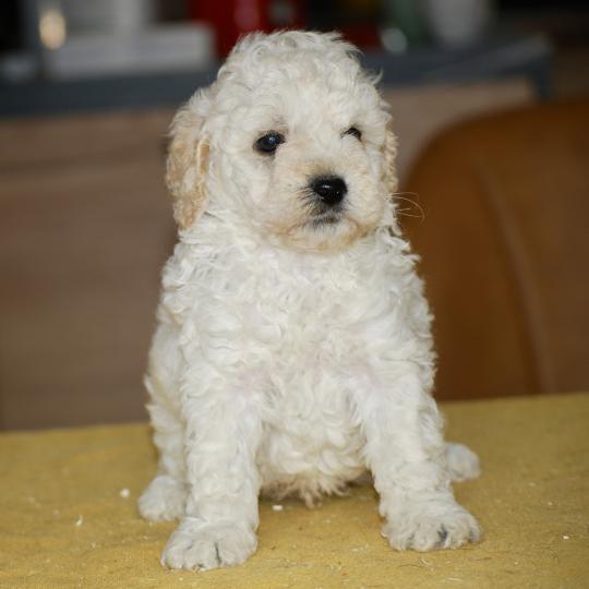 chiot Caniche Blanc Bijou Elevage zadatis  caniche , teckel