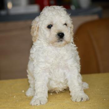 chiot Caniche Blanc Bijou Elevage zadatis  caniche , teckel
