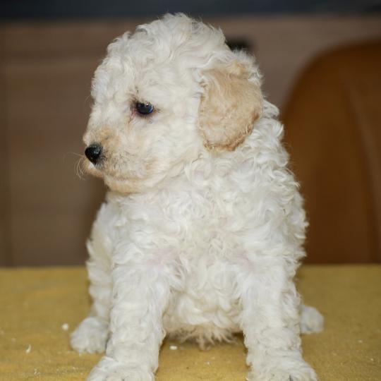 chiot Caniche Blanc Bijou Elevage zadatis  caniche , teckel