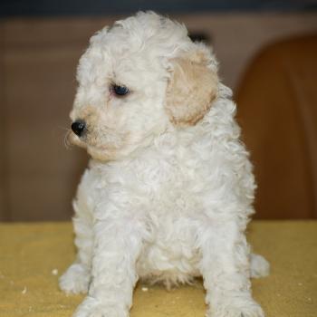 chiot Caniche Blanc Bijou Elevage zadatis  caniche , teckel