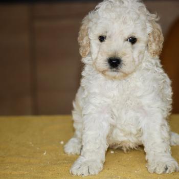 chiot Caniche Blanc Bijou Elevage zadatis  caniche , teckel