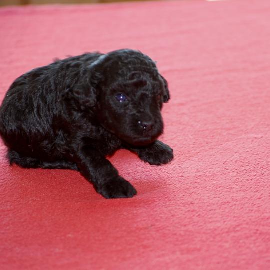 chiot Caniche Noir Bilou Elevage zadatis  caniche , teckel