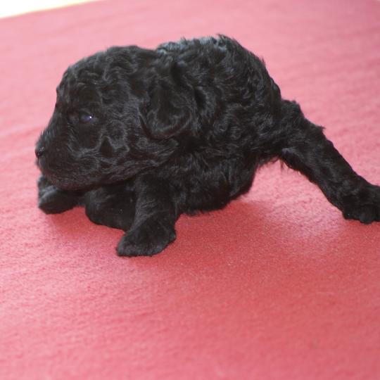 chiot Caniche Noir Bilou Elevage zadatis  caniche , teckel