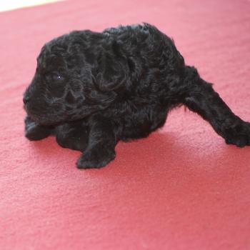 chiot Caniche Noir Bilou Elevage zadatis  caniche , teckel