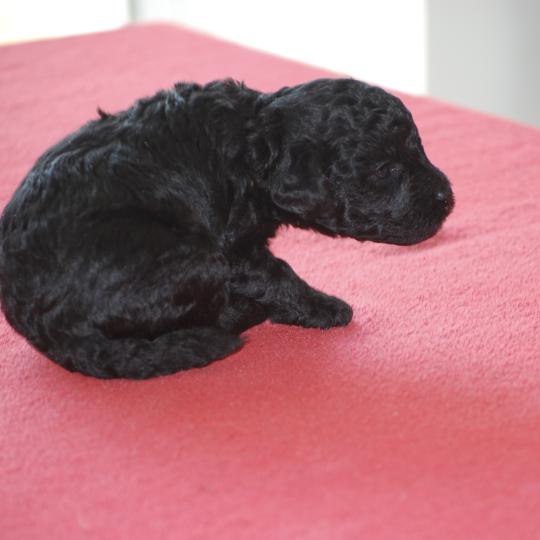 chiot Caniche Noir Bilou Elevage zadatis  caniche , teckel