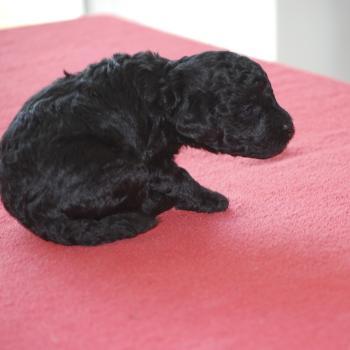 chiot Caniche Noir Bilou Elevage zadatis  caniche , teckel