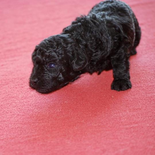 chiot Caniche Noir Bilou Elevage zadatis  caniche , teckel