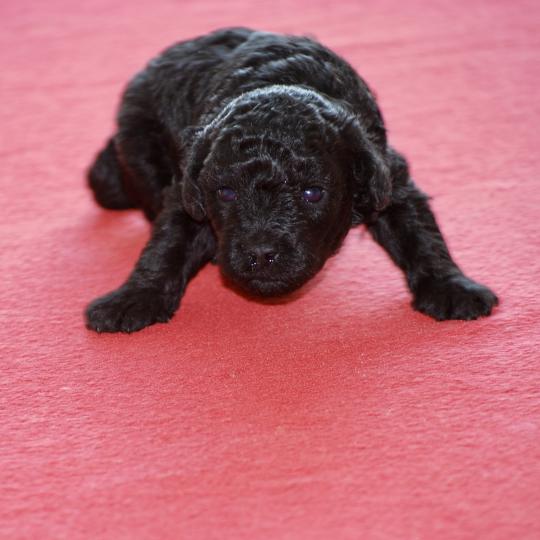 chiot Caniche Noir Bilou Elevage zadatis  caniche , teckel