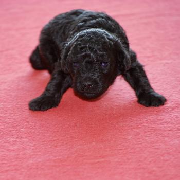 chiot Caniche Noir Bilou Elevage zadatis  caniche , teckel