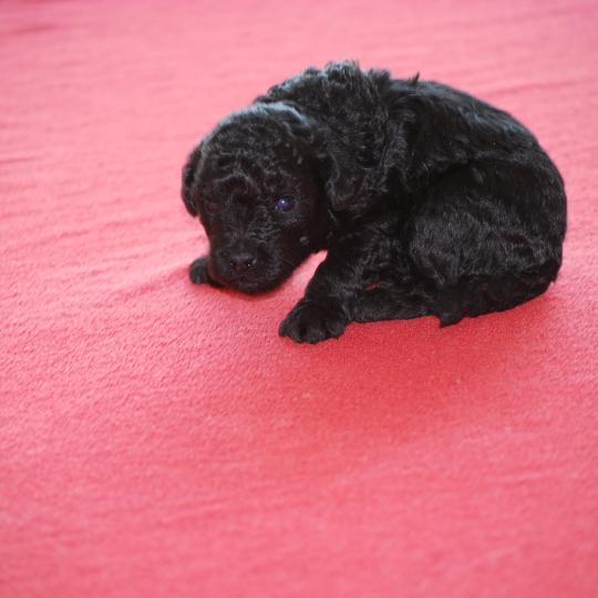 chiot Caniche Noir Bilou Elevage zadatis  caniche , teckel