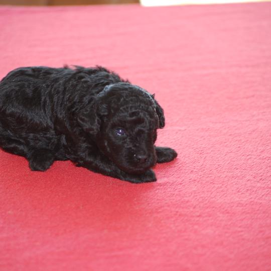 chiot Caniche Noir Bilou Elevage zadatis  caniche , teckel