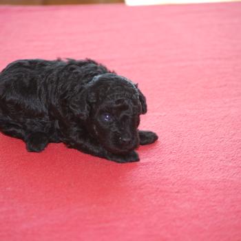 chiot Caniche Noir Bilou Elevage zadatis  caniche , teckel
