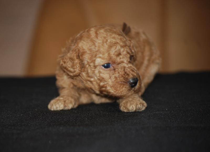 ZADATIS Bambou marron Mâle Caniche