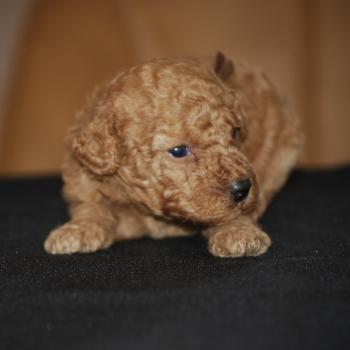 chiot Caniche Fauve rouge Binôme marron Elevage zadatis  caniche , teckel