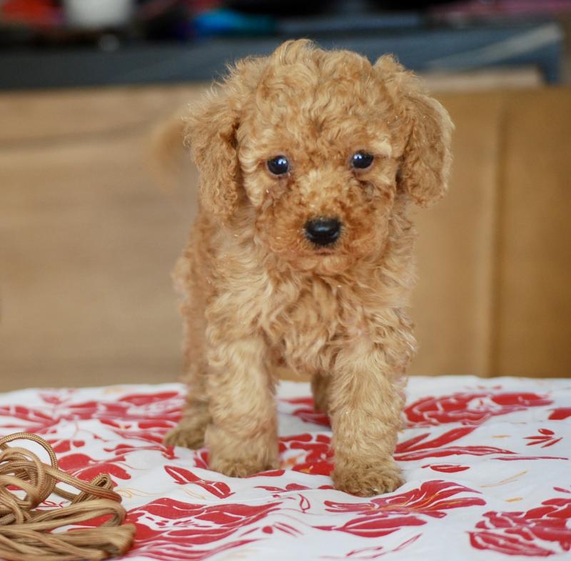 ZADATIS Bambou marron Mâle Caniche