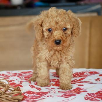 chiot Caniche Fauve abricot Bambou marron Elevage zadatis  caniche , teckel
