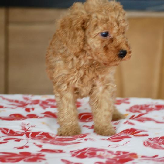 chiot Caniche Fauve abricot Bambou marron Elevage zadatis  caniche , teckel