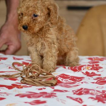 chiot Caniche Fauve abricot Bambou marron Elevage zadatis  caniche , teckel