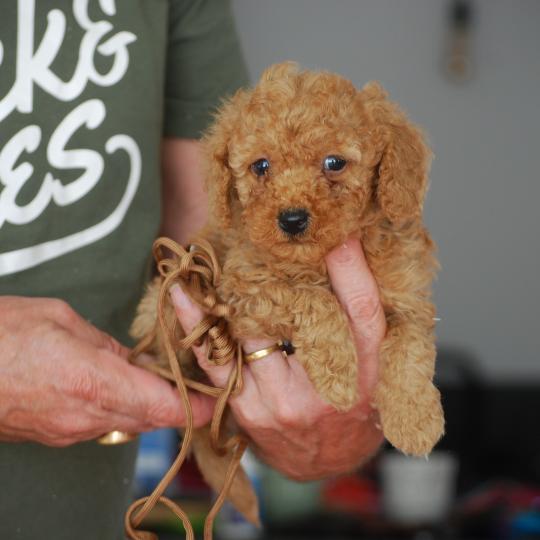 chiot Caniche Fauve abricot Bambou marron Elevage zadatis  caniche , teckel