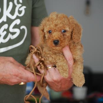 chiot Caniche Fauve abricot Bambou marron Elevage zadatis  caniche , teckel