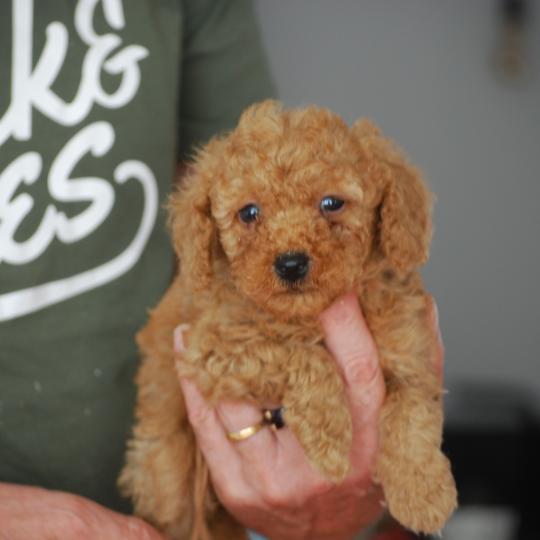 chiot Caniche Fauve abricot Bambou marron Elevage zadatis  caniche , teckel