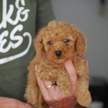 chiot Caniche Fauve abricot Bambou marron Elevage zadatis  caniche , teckel