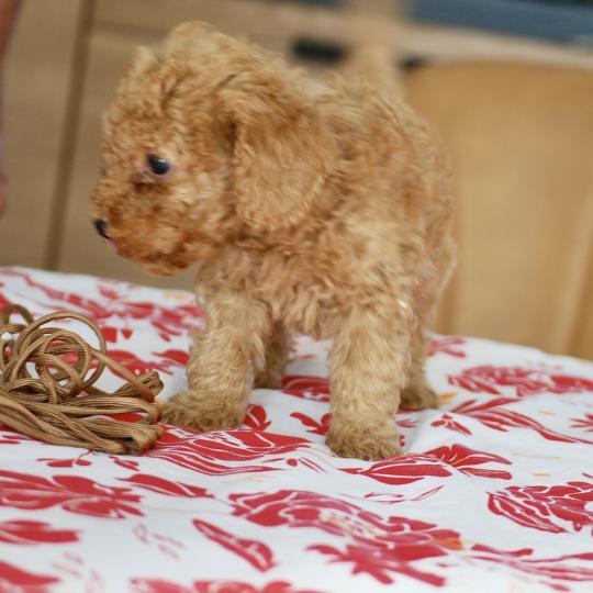 chiot Caniche Fauve abricot Bambou marron Elevage zadatis  caniche , teckel