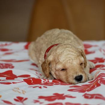 chiot Caniche Caramel Bisky col bordeaux Elevage zadatis  caniche , teckel