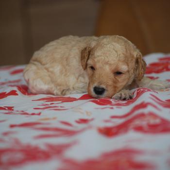 chiot Caniche Caramel Bisky col bordeaux Elevage zadatis  caniche , teckel