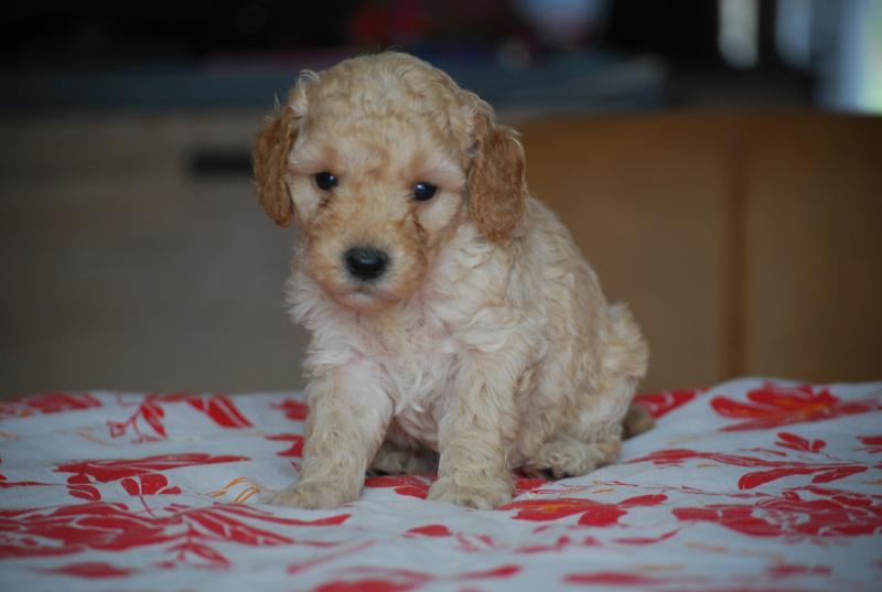ZADATIS Bisky col bordeaux Femelle Caniche