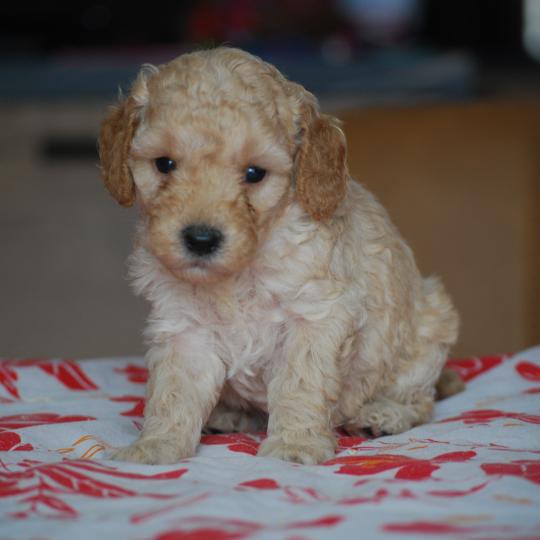 ZADATIS Bisky col bordeaux Femelle Caniche