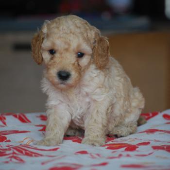 chiot Caniche Caramel Bisky col bordeaux Elevage zadatis  caniche , teckel