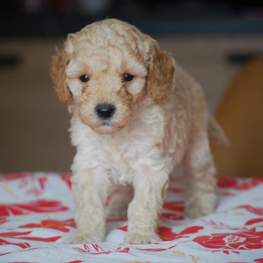 chiot Caniche Caramel Bisky col bordeaux Elevage zadatis  caniche , teckel