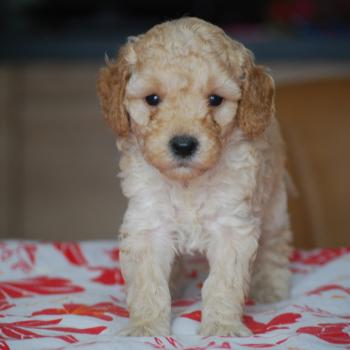 chiot Caniche Caramel Bisky col bordeaux Elevage zadatis  caniche , teckel