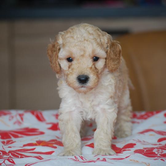 chiot Caniche Caramel Bisky col bordeaux Elevage zadatis  caniche , teckel