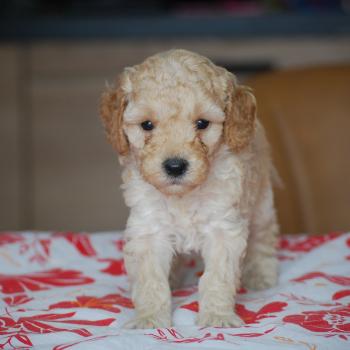 chiot Caniche Caramel Bisky col bordeaux Elevage zadatis  caniche , teckel