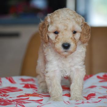chiot Caniche Caramel Bisky col bordeaux Elevage zadatis  caniche , teckel