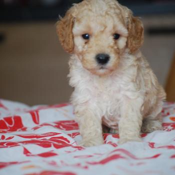 chiot Caniche Caramel Bisky col bordeaux Elevage zadatis  caniche , teckel