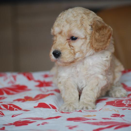 chiot Caniche Caramel Bisky col bordeaux Elevage zadatis  caniche , teckel
