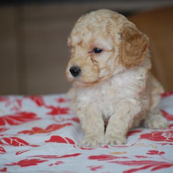 chiot Caniche Caramel Bisky col bordeaux Elevage zadatis  caniche , teckel