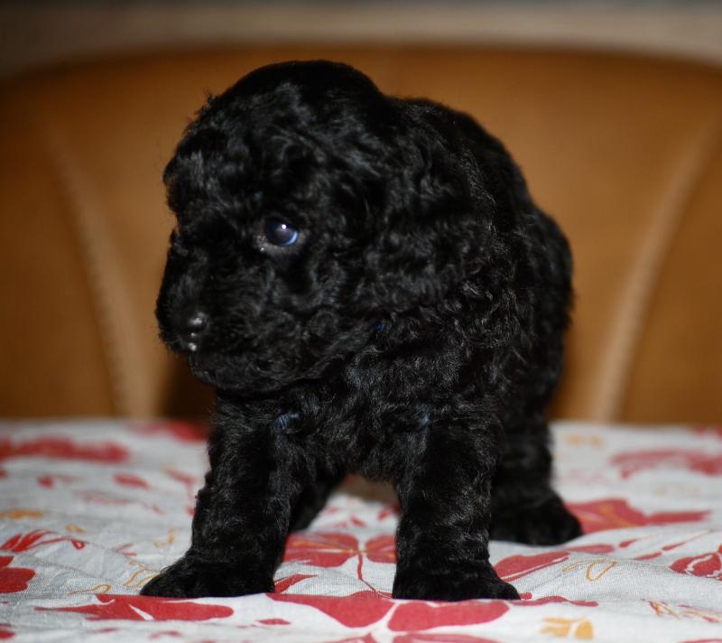 ZADATIS Bizou col bleu Mâle Caniche