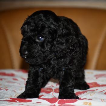 chiot Caniche Noir Bizou col bleu Elevage zadatis  caniche , teckel