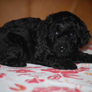 chiot Caniche Noir Bizou col bleu Elevage zadatis  caniche , teckel