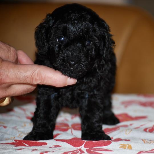 chiot Caniche Noir Bizou col bleu Elevage zadatis  caniche , teckel
